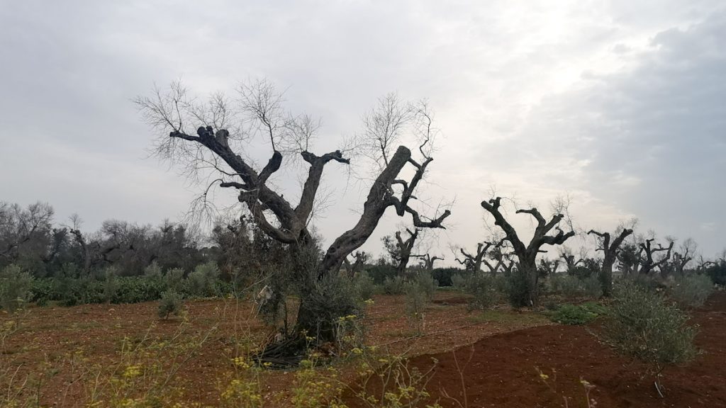 Xylella oliivipuut